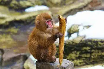 Les As du Tarot – Significations et symbolisme 6 As du tarot