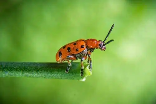 La couleur du Tarot - Comprendre les 7 principales couleurs 10 couleur rouge