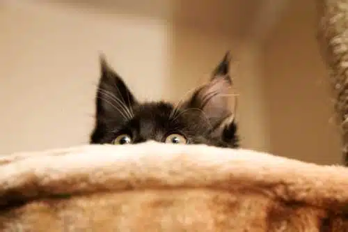 Dossier : Avez-vous de l'intuition pour lire le Tarot ? 1 peur